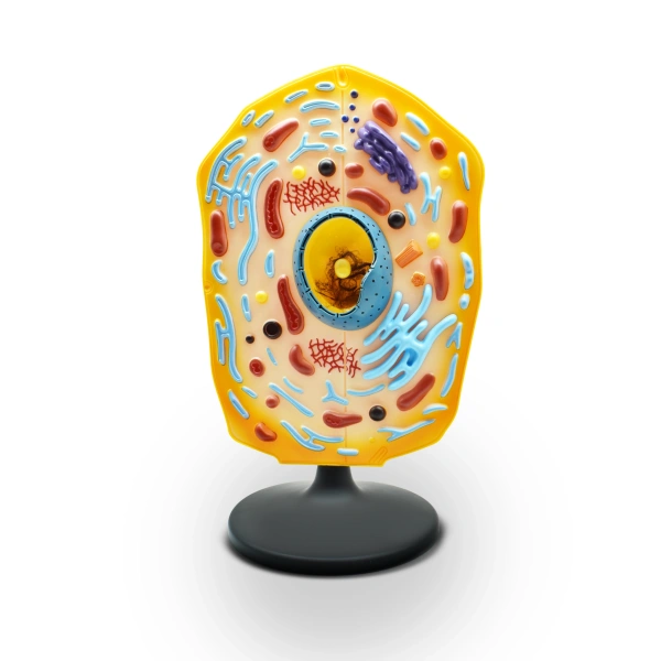 Модель «Клетка животного»